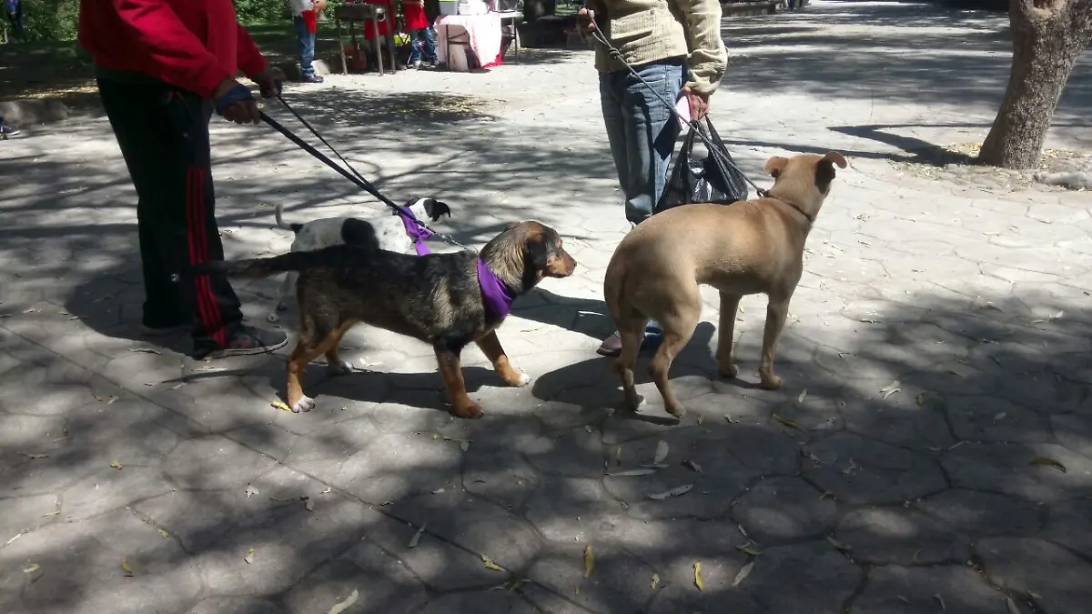 Más de 40 mascotas en hogar temporal están a la espera de ser adoptados.